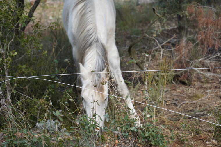 Senan, Spain: Grazing horses in the forest, Chair of Being Alive, 2023