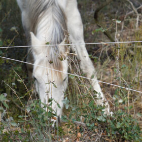 Senan, Spain: Grazing horses in the forest, Chair of Being Alive, 2023