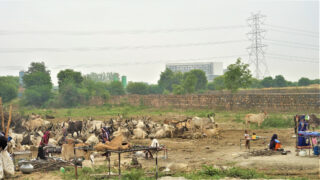 Image text: inhabing material incompletion. A photograph of Megan's dhung squatting a ruderal fallow along Dwarka Expressway in Delhi region @ Nitin Bathla, ETH Zürich