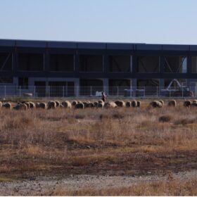 Sheep herd in front of a factory building. The construction site of the bicycle factory Lider in Kuklen Industrial Park 2022, Photo: Niels Morsten